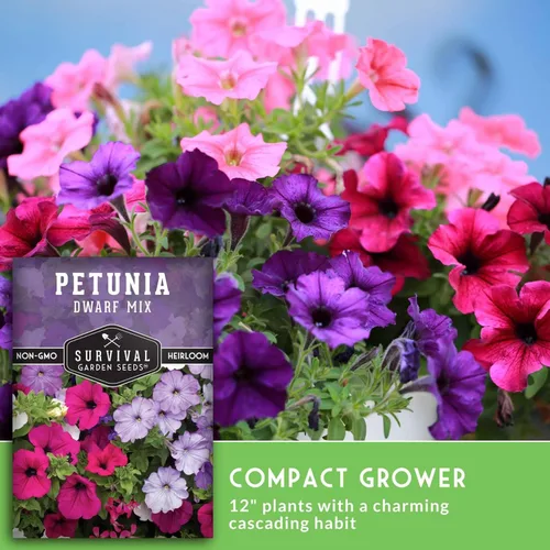 Miniatura 4 de Mezcla de semillas de petunia enana para plantar, planta y cultiva flores coloridas para atraer polinizadores al jardín de tu hogar, variedad