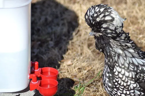 Miniatura 7 de Kit de agua de pollo para aves de corral, paquete de 6 + uno extra gratis (total de 7)
