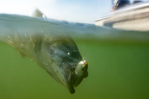 Miniatura 10 de Berkley - Señuelo de pesca Choppo para superficie del agua, de 4.72 in, hélice mejorada para máxima perturbación de la superficie, equipado