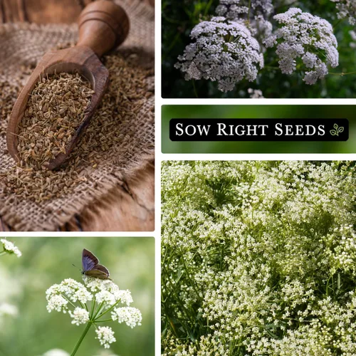 Miniatura 4 de Sow Right Seeds - Semilla de anís para plantar - Hierba culinaria aromática para plantar tu jardín de hierbas caseras - Interior o exterior - Planta