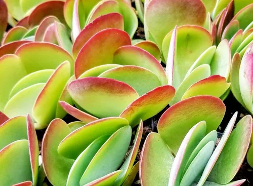 Miniatura 5 de Fat Plants San Diego Mezcla de tierra prémium para cactus y suculentas, para plantas de cactus, palmeras y cítricos, cultivadas en recipientes