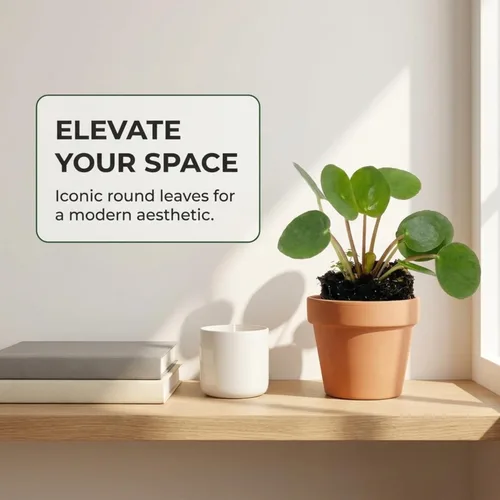 Miniatura 5 de ragnaroc Planta de dinero chino vivo – Árbol del dinero chino – Pilea Peperomioides – Planta de arranque de enchufe de 2 pulgadas – Planta