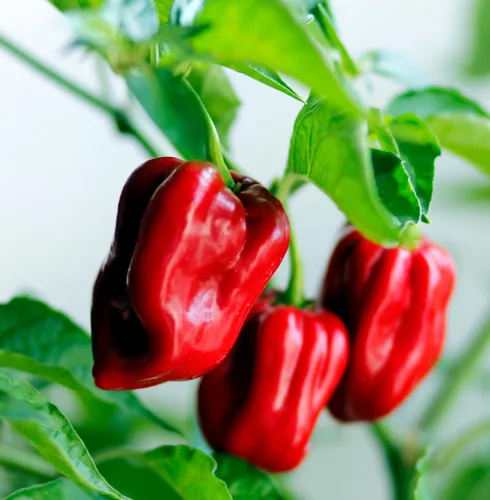 Miniatura 6 de Más de 35 semillas de pimiento picante para plantar habanero fantasma, mezcla de semillas de pimiento fantasma, rojo, naranja, amarillo, semillas
