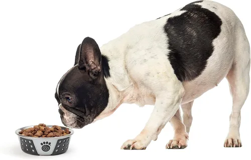 Miniatura 5 de PetRageous 13097 Fiji - Cuenco para perro de acero inoxidable antideslizante apto para lavavajillas, capacidad de 1.75 tazas, 5.5 pulgadas