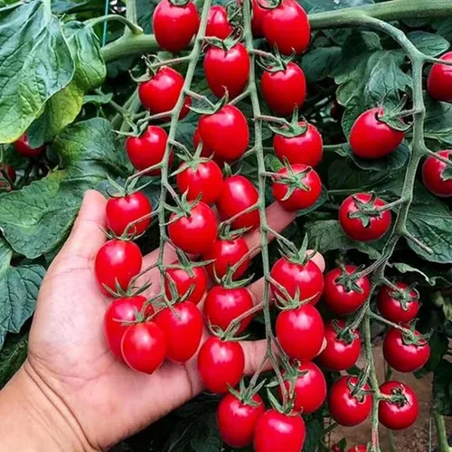 Miniatura 6 de ZEshops 100 Beefsteak Tomato Seeds for Planting (Solanum lycopersicum) - Premium, Giant Slicing Tomato Seeds for Home Garden - Grow Massive, Juicy
