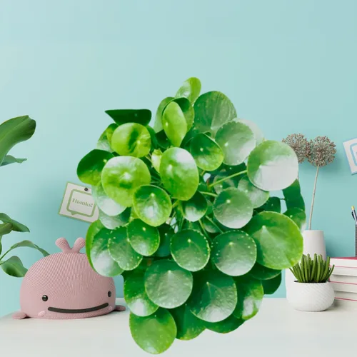 Miniatura 8 de Planta Orgánica de Dinero Chino de Dr. Lu (Pilea Peperomioides) Planta de la Amistad/OVNI Enraizada Plantas de Interior Raras para la Buena