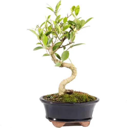 Brussel's Bonsai, Bonsai de Ficus Golden Gate