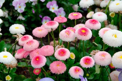 Miniatura 4 de Semillas English Daisy Pompon Mix (Marguerites) Flores perennes para plantar