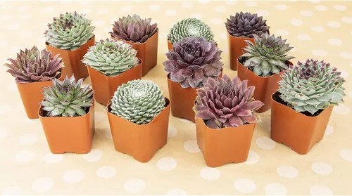 Miniatura 4 de Sempervivum - Plantas suculentas decorativas (5 unidades), plantas vivas de interior, plantas de interior vivas, regalos de jardinería para amantes