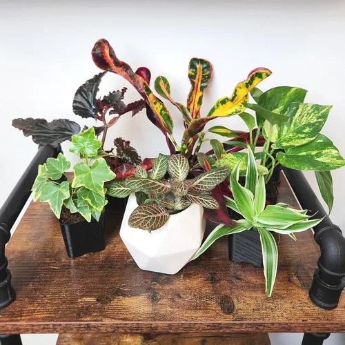Miniatura 3 de Plantas de interior vivas fáciles de cultivar (paquete de 6), colección de lujo de plantas de interior purificadoras de aire, peperomia, plantas