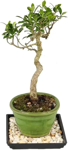 Miniatura 2 de Brussel's Live Golden Gate Ficus - Árbol bonsái para interiores, 5 años de edad; 6 a 10 pulgadas de alto con recipiente decorativo, bandeja