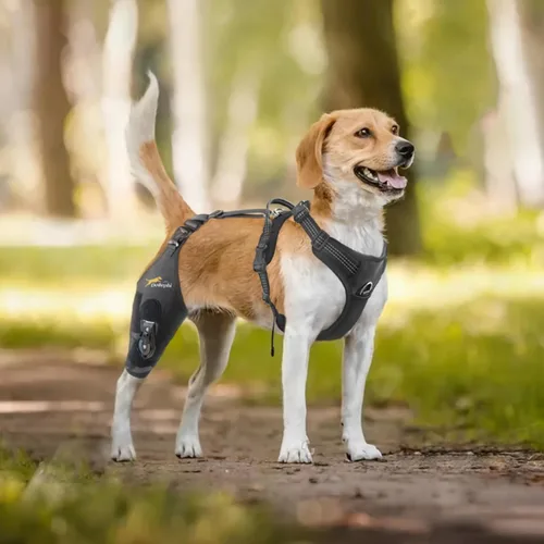 Miniatura 2 de Rodillera para perro para pierna trasera desgarrada de ACL con estabilizador de bisagra ajustable, soporte de espalda de perro para osteoartritis