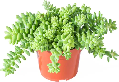 Miniatura 19 de Cotyledon Pendens de 4 pulgadas, suculenta viva completamente enraizada en macetas con mezcla de tierra, planta doméstica rara para la decoración