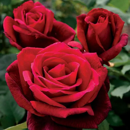 Miniatura 4 de Más de 299 semillas de flores de rosas, regalo romántico para amantes y jardineros, flores fragantes y coloridas para cualquier ocasión