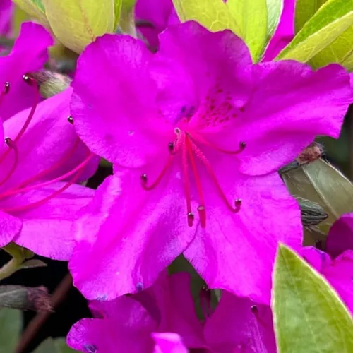 Miniatura 13 de Grandes plantas de rododendro blanco brillante de 1 galón vivas, plantas de azalea de 1 a 3 años de edad, arbustos vivos para plantar, muy bien