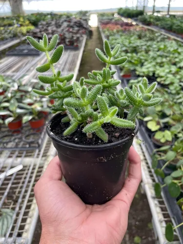 Miniatura 15 de Suculenta Crassula Jade Planta viva para interior Diferentes plantas de interior en maceta de 4 y 6 pulgadas Planta de casa real para sala