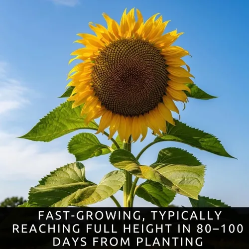 Miniatura 5 de Skyscraper - Semillas de girasol – 20 semillas, variedad gigante rara – Crece de 15 a 20 pies de altura – Girasoles exóticos y altos de jardín
