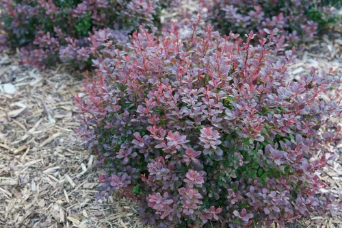 Sunjoy Todo® Barberry - Maceta de 4" - Berberis - Ganadores probados