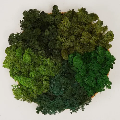 Miniatura 44 de Musgo de Reno Preservado Verde Natural Kit de Bricolaje Arte de Jardinería Decoración de Pared Decoración de Floristería Decoración de Mesa