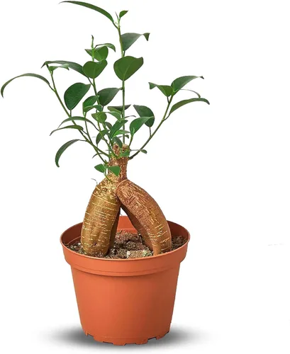Miniatura 28 de Planta de serpiente Laurentii Sansevieria Trifasciata Planta viva para interior Diferentes plantas de interior en maceta de 4 y 6 pulgadas