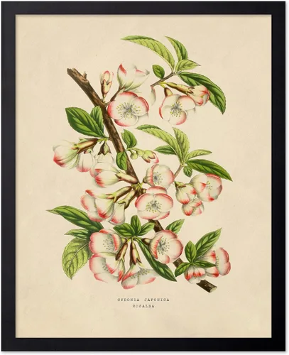 Miniatura 57 de Poster Master Póster Vintage de Plantas Cultivadas - Impresión Botánica Retro - Arte de Flores - Arte de Plantas - Regalo para Hombres y Mujeres