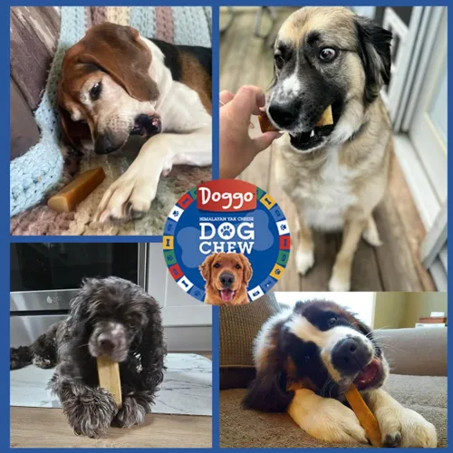 Miniatura 7 de Masticables prémium de queso de yak para perros del Himalaya - Masticables naturales de yak para perros grandes y pequeños - Masticables de leche