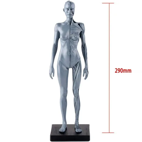 Miniatura 2 de Dental Nueva Anatomía Anatómica Femenina Cráneo Cabeza Cuerpo Modelo Músculo Hueso (11.8 in) Altura