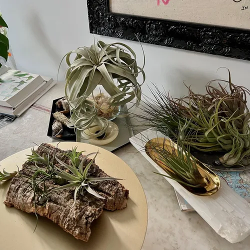 Miniatura 4 de ragnaroc Live Air Plants – Caja de Regalo Tillandsia TOR Paquete de Variedad – 10 Unidades Grandes, 4-10 pulgadas – Plantas Vivas de Interior y TOR