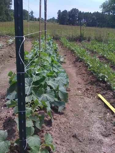 Miniatura 5 de Guita de jardín para atar tomate de 6300 pies