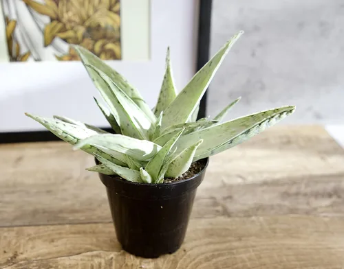 Miniatura 13 de Plantas suculentas de aloe vivo (paquete de 3), plantas suculentas viven en tierra para macetas, plantas suculentas en maceta, plantas vivas de Negro