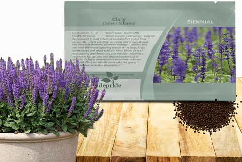 Outsidepride Semillas de salvia clara, 1000 unidades. Semillas de hierbas bienales, fáciles de cultivar y de bajo mantenimiento para plantar flores