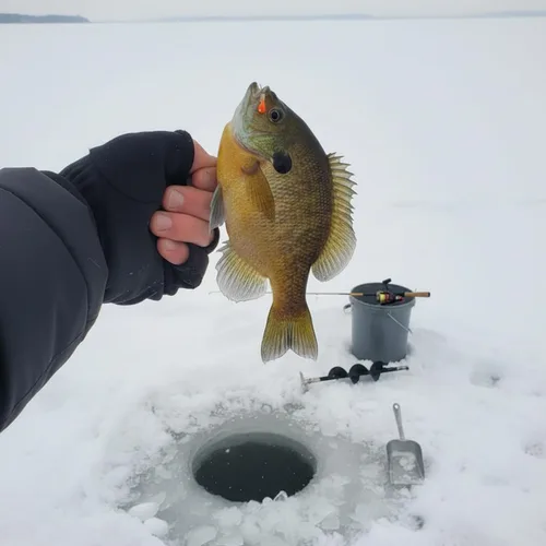 Miniatura 3 de Plantillas de pesca en hielo con brillo UV de tungsteno, paquete de 30 ninfas de hielo, caja de aparejos gratis, incluida 0.157 in 1.1 gm #10