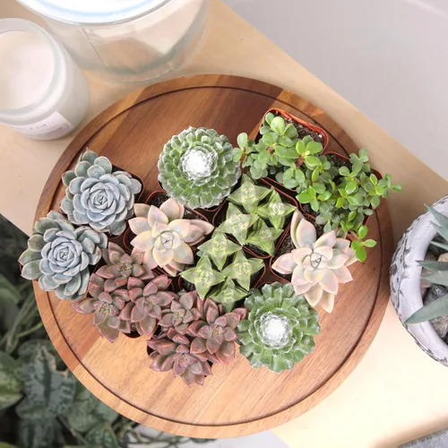 Miniatura 3 de Altman Plants Plantas Suculentas Vivas Deluxe (paquete de 12 unidades), 6 variedades únicas en conjuntos de 2, colores y formas surtidas, cuidado