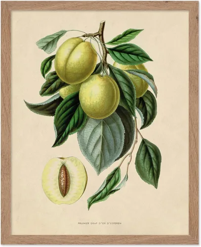 Miniatura 56 de Poster Master Póster Vintage de Plantas Cultivadas - Impresión Botánica Retro - Arte de Flores - Arte de Plantas - Regalo para Hombres y Mujeres