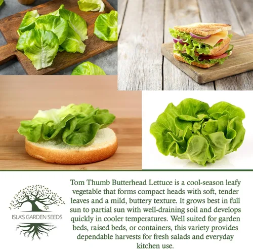 Miniatura 6 de Semillas de lechuga Tom Thumb Butterhead (Lactuca sativa) – Más de 1000 semillas tradicionales sin OMG de Isla's Garden Seeds, variedad compacta