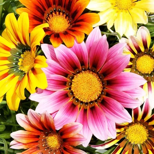 Miniatura 2 de 100 semillas de Gazania mezcla a rayas flores plantas de cobertura del suelo raras crecen fácilmente - PeavyTailor