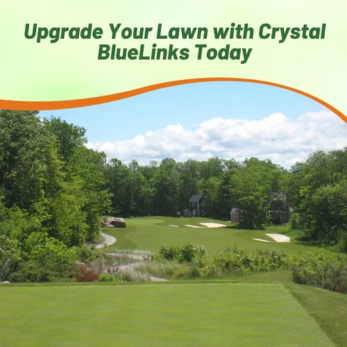 Miniatura 6 de Outsidepride Crystal Bluelinks - Semilla de césped doblada rastrera – 1 libra de césped denso para verdes de golf y superficies de putting, textura