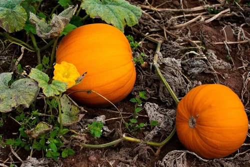 Miniatura 6 de Semillas de calabaza a granel para plantar, 1 libra, más de 4,000 semillas tradicionales sin OMG, semillas de calabaza de alta germinación