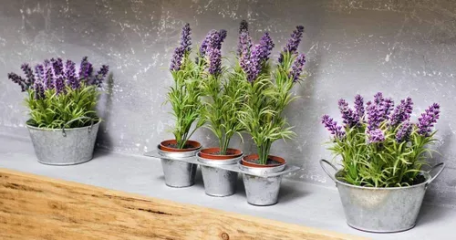 Miniatura 2 de Gaea's Blessing Semillas – Semillas de lavanda inglesa – Semillas tradicionales sin OMG con instrucciones fáciles de seguir – Vera True Lavender