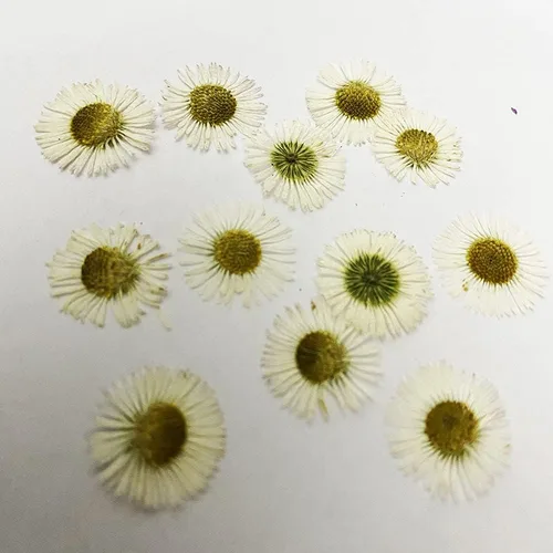 Miniatura 7 de 12 piezas de girasoles amarillos brillantes, flores secas prensadas reales y naturales para arte con resina y manualidades DIY