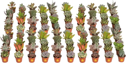Miniatura 17 de Costa Farms Mini plantas suculentas vivas en macetas de plástico, suculentas de interior fáciles de mantener, plantas de interior para decoración