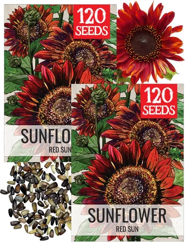 Miniatura 40 de Seed Needs Semillas de girasol para plantar girasoles de manchas solares enanas, semillas de flores de corte anual de polinización abierta