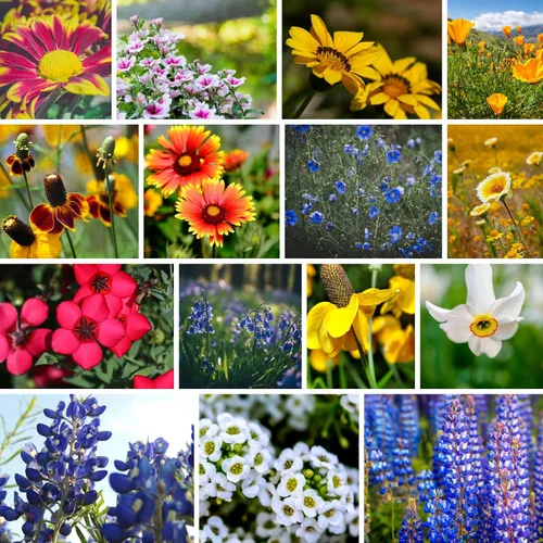 Miniatura 7 de Todas las semillas de flores silvestres anuales mezcladas para plantar - 1 lb ~16,000+ semillas - 21 variedades incluyendo amapola de California