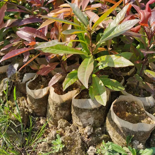 Miniatura 8 de gardtree Bolsas para vivero de plantas de 7.8" x 8.6" 100 unidades, bolsas de cultivo de plantas biodegradables de tela no tejida, macetas Blanco