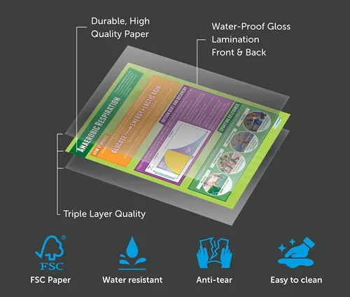 Miniatura 4 de Daydream Education Respiración anaeróbica Pósteres de PE Papel laminado brillante que mide 33 x 23.5 pulgadas Gráficos de educación física