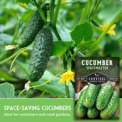 Miniatura 3 de Semillas de pepino Spacemaster para plantar Variedad compacta autóctona sin OMG para jardines de espacios pequeños – Semillas de jardín