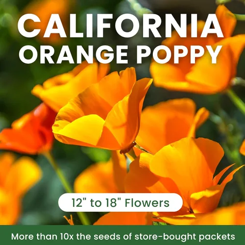 Miniatura 3 de Semillas de amapola naranja de California para plantar, paquete a granel de 0.35 onzas, más de 10,000 semillas nativas, flor del estado de California