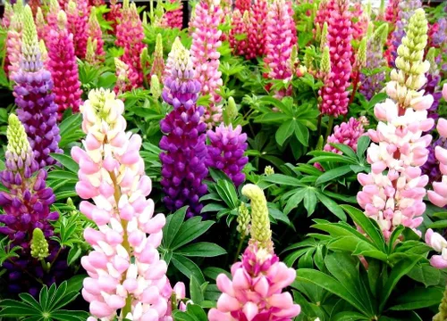 Miniatura 6 de Semillas de altramuz alto multicolor mezcla de más de 50 semillas para cultivar plantas perennes en las zonas 4-8 para plantar en primavera u otoño