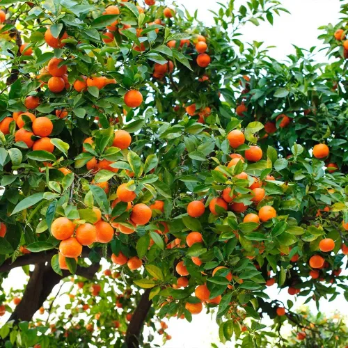 Miniatura 8 de Gardenera Mezcla de tierra de naranja prémium para naranjos saludables y productivos, perfecta para plantar, plantar y replantar