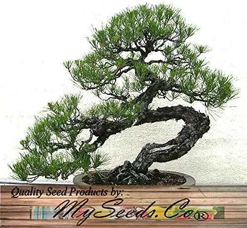 Miniatura 7 de Semillas para árbol de pino sin transgénicos de MySeeds.Co